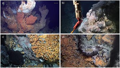 Area-based management tools to protect unique hydrothermal vents from harmful effects from deep-sea mining: A review of ongoing developments